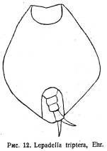 Lepadella triptera