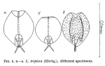 Lepadella triptera