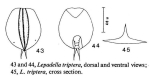 Lepadella triptera
