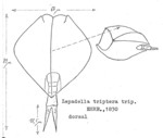Lepadella triptera