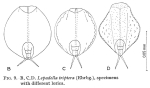 Lepadella triptera