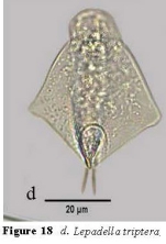 Lepadella triptera