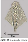 Lepadella triptera