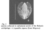 Lepadella triptera