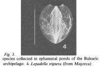 Lepadella triptera