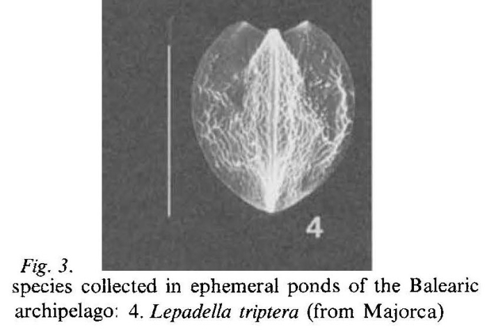 Lepadella triptera Lepadella triptera