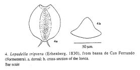Lepadella triptera