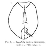 Lepadella triptera
