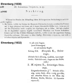 Lepadella triptera - Original description image