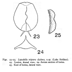 Lepadella triptera clydona - Original description image