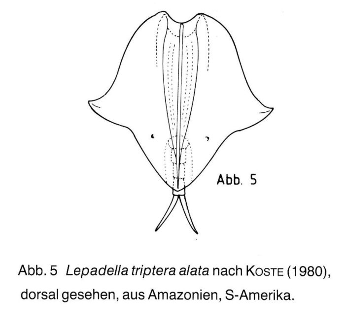 Lepadella triptera var. alata Lepadella triptera var. alata