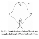 Lepadella triptera var. alata
