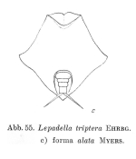 Lepadella triptera var. alata