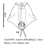 Lepadella triptera var. alata