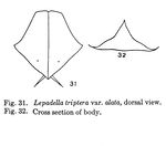 Lepadella triptera var. alata - Original description image