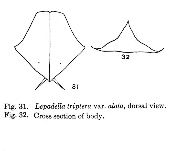 Lepadella triptera var. alata - Original description image