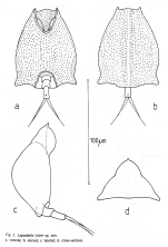 Lepadella tyleri - Original description image