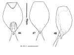 Lepadella vandenbrandei