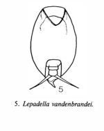 Lepadella vandenbrandei
