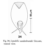 Lepadella vandenbrandei