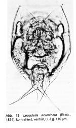 Lepadella vandenbrandei