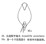Lepadella vandenbrandei