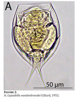 Lepadella vandenbrandei