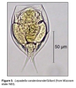 Lepadella vandenbrandei