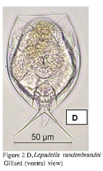 Lepadella vandenbrandei