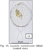 Lepadella vandenbrandei