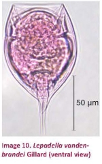 Lepadella vandenbrandei