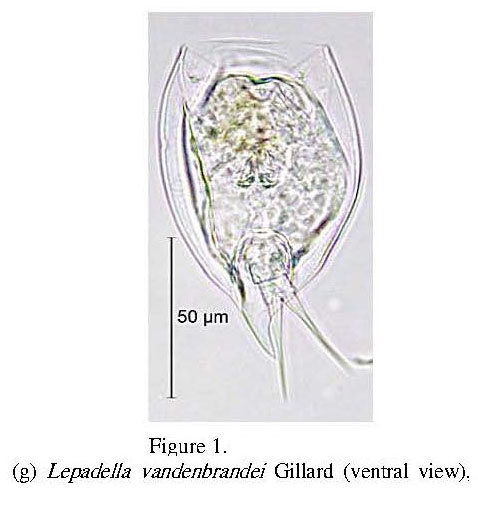 Lepadella vandenbrandei Lepadella vandenbrandei