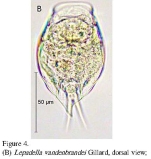 Lepadella vandenbrandei