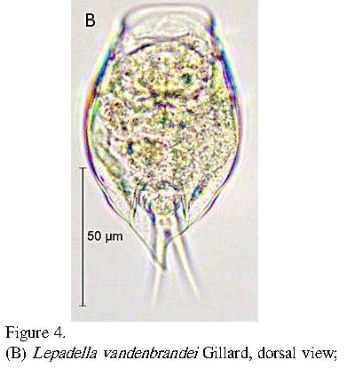 Lepadella vandenbrandei Lepadella vandenbrandei
