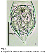 Lepadella vandenbrandei