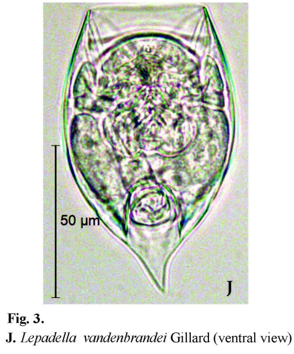 Lepadella vandenbrandei Lepadella vandenbrandei