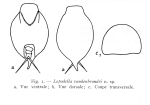 Lepadella vandenbrandei