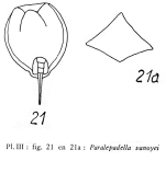 Lepadella vanoyei - Original description image