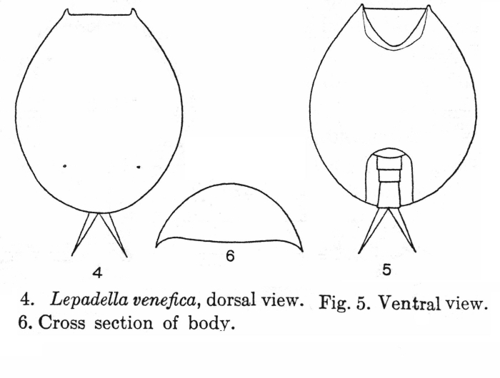 Lepadella venefica - Original description image