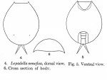 Lepadella venefica