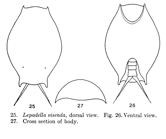 Lepadella visenda - Original description image