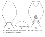 Lepadella visenda