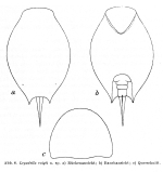 Lepadella voigti - Original description image