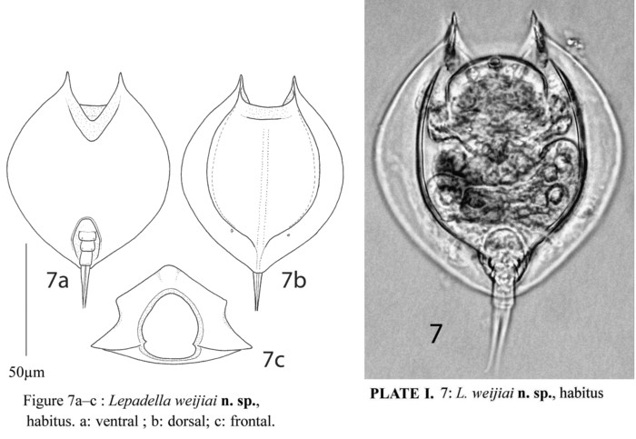 Lepadella weijiai - Original description image