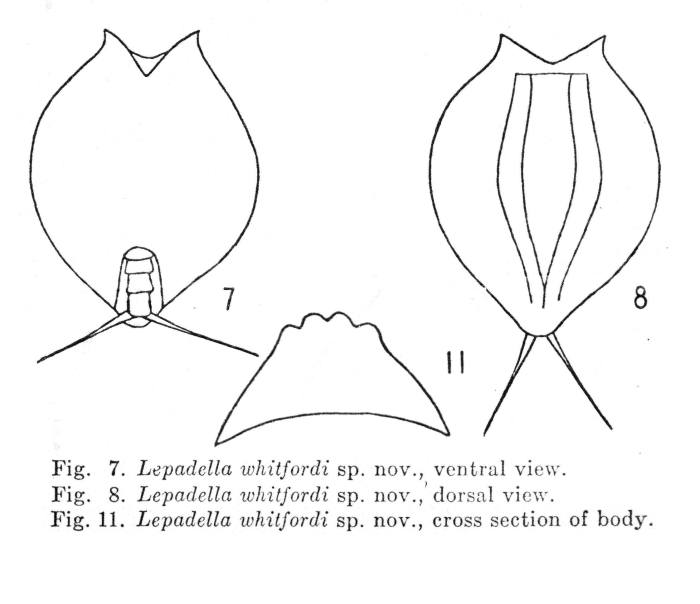 Lepadella whitfordi - Original description image