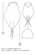 Lepadella williamsi