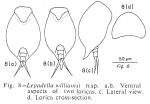 Lepadella williamsi - Original description image