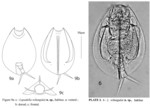 Lepadella wilungulai - Original description image