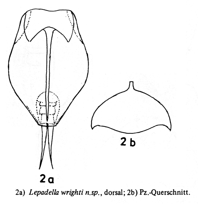 Lepadella wrighti - Original description image