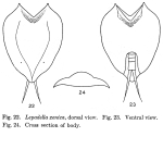 Lepadella xenica - Original description image